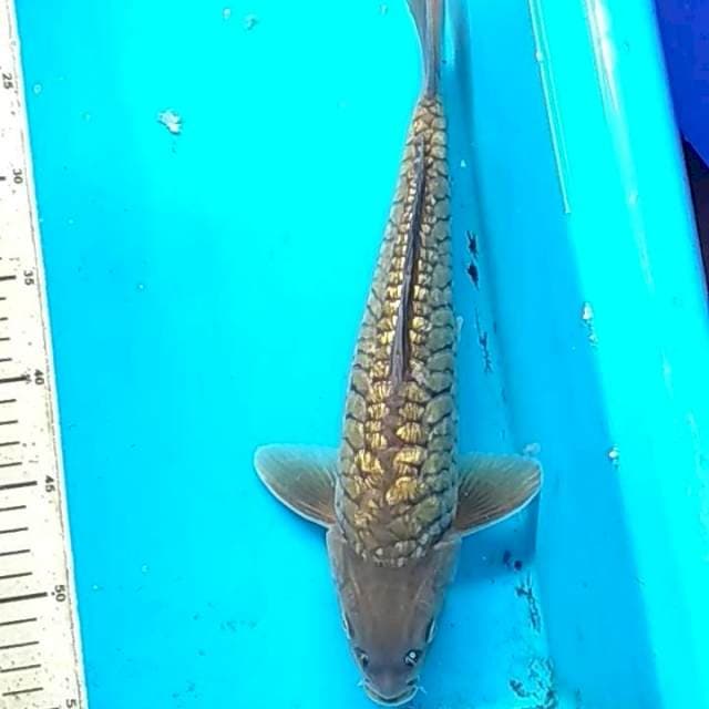 34cm ARAGOKE GINDRIN ANTIK MIDORI