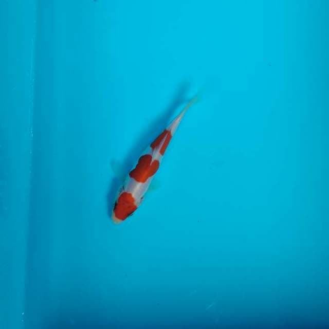 Sandan kohaku 