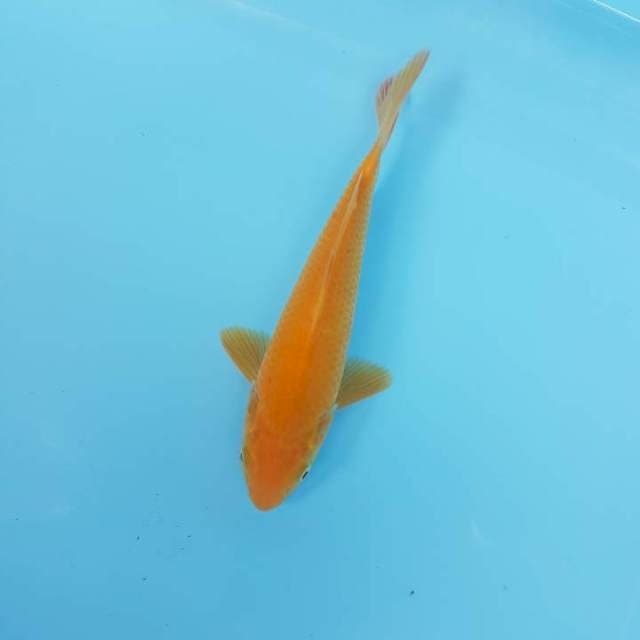 Karasi 23cm. Jantan