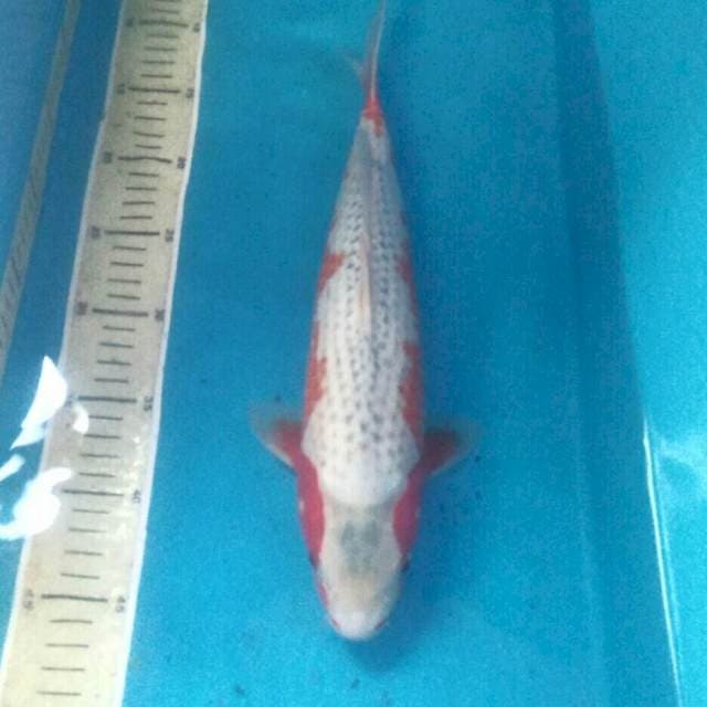 Narumi Asagi Super Cantik, 36 cm