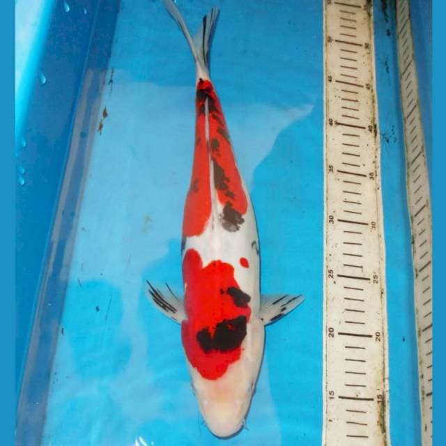 40cm SANKE DOITSU