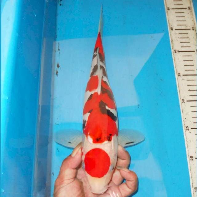 34cm SHOW QUALITY SANKE