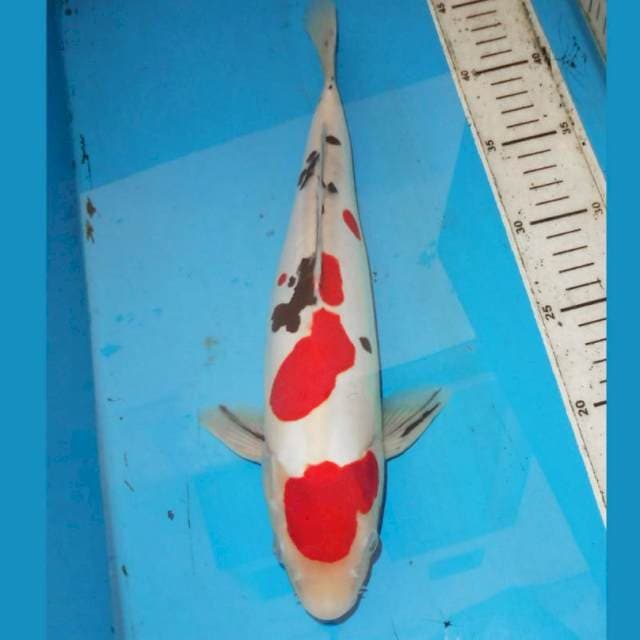 35cm SANKE