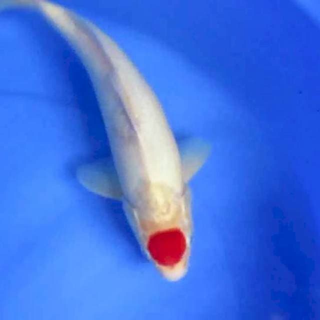 Tancokohaku30cm