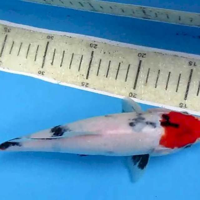 Tanco25cm
