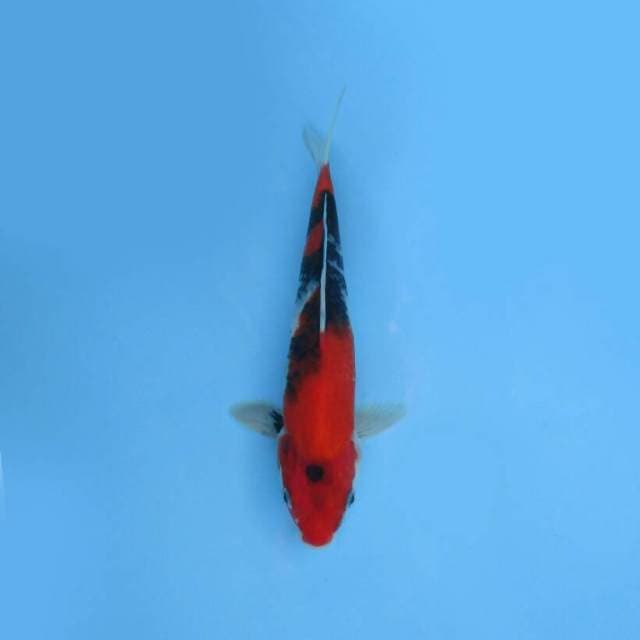 BKS ( SHOWA 29 CM )