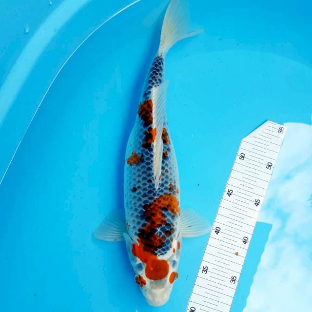 Ghosiki jos 36 cm