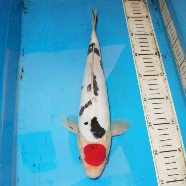 35cm TANCHO SANKE TOP