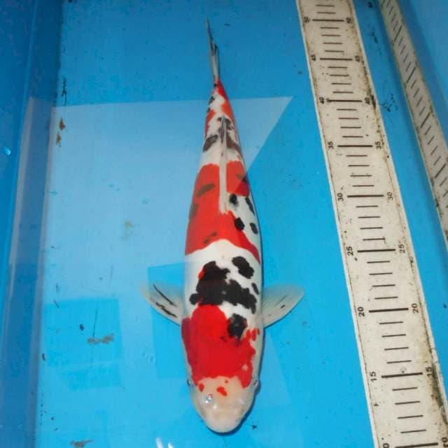 35CM SANKE TSUBOSUMI SUPER