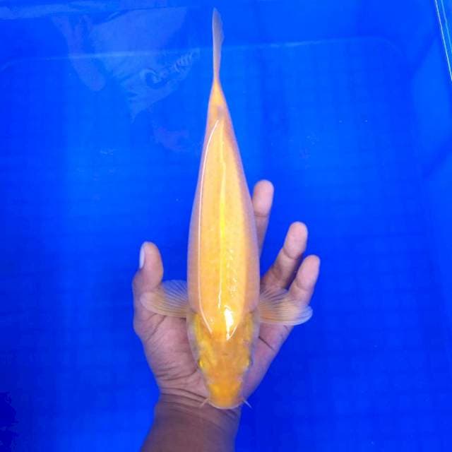 Karashi # 32cm