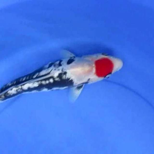 Tancokumoryu30cm