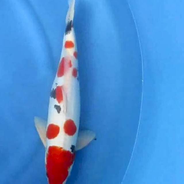 Sakura 44cm