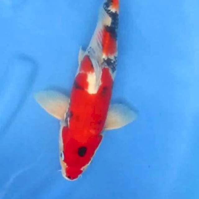 Sansoku38cm