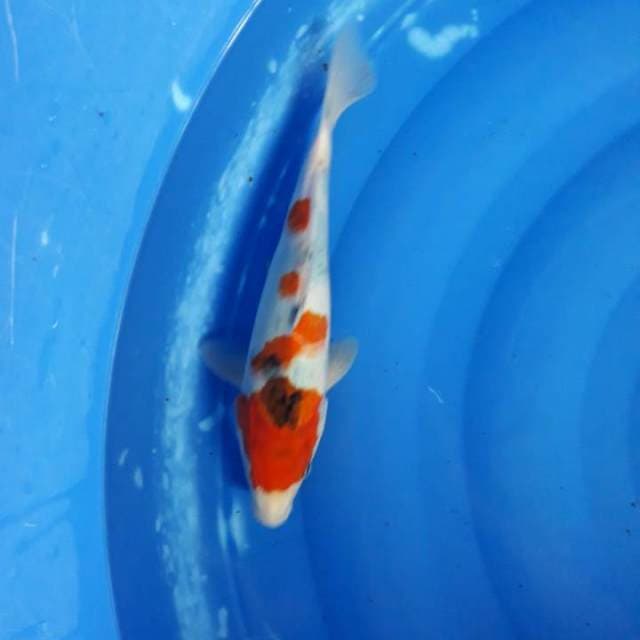Showa