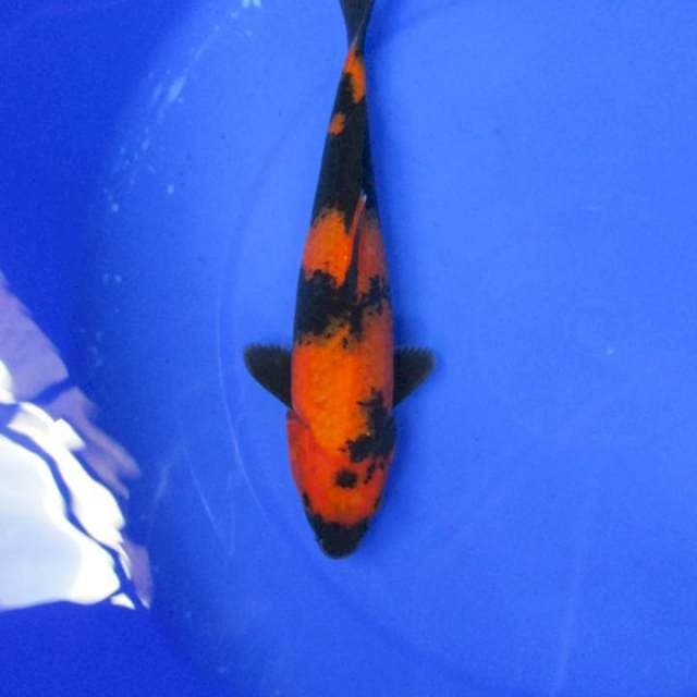 Gosan27cm