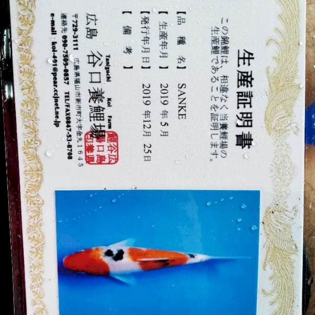 Sanke import Taniguchi