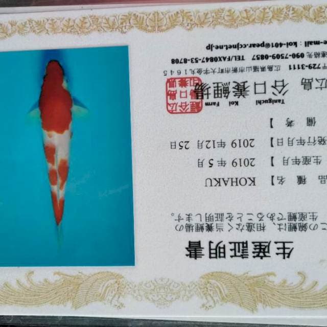 Kohaku import Taniguchi