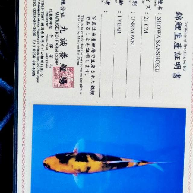 Showa import marusei