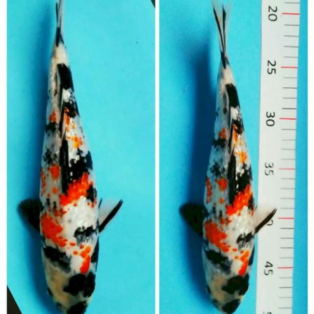 Showa kanoko 27cm