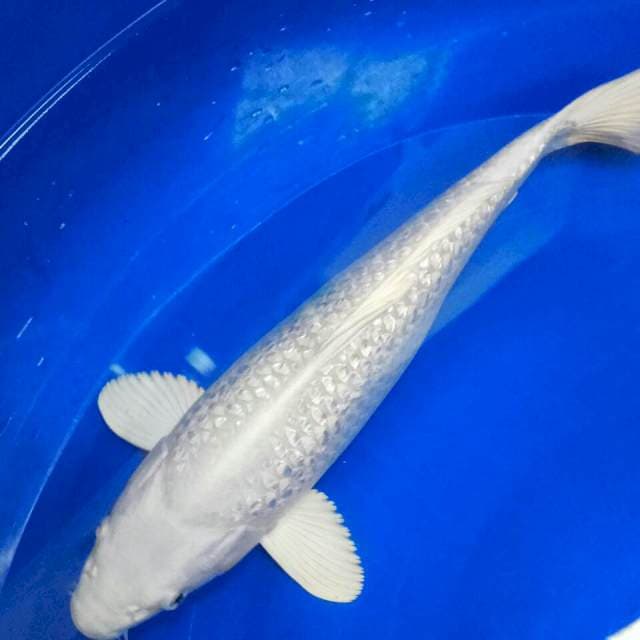34CM || PLATINUM GINRIN