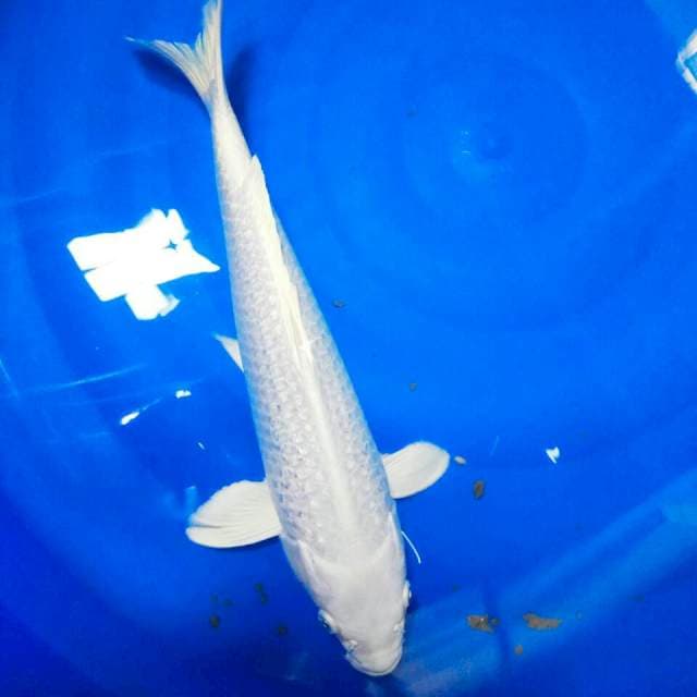 34CM || PLATINUM GINRIN