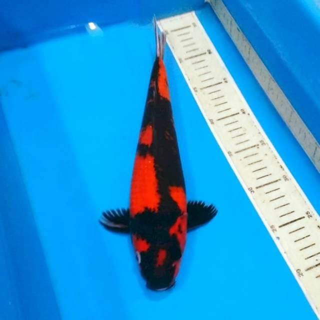 HIUTSURI MERAH JOZZ