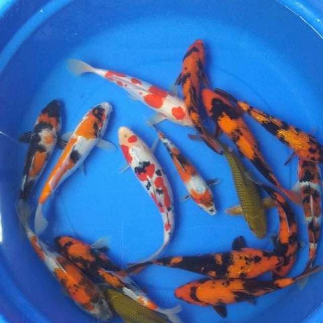 MIX KOI 16 ekor