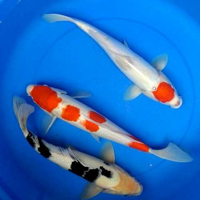 Mix koi 40 cm 