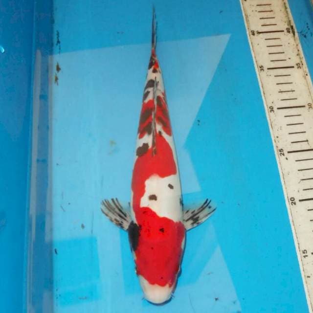 33cm Abstrak doitsu