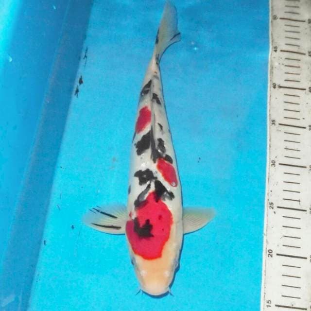 34cm Ysubosumi