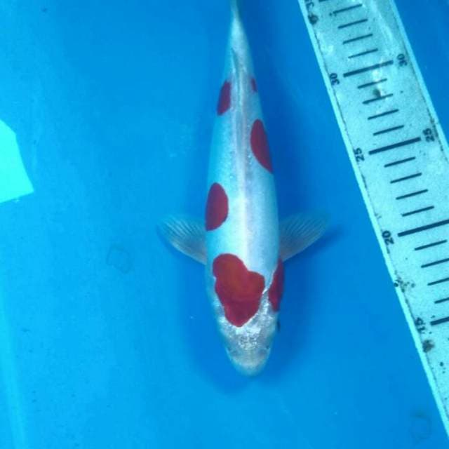 Kikushui Male 24 cm