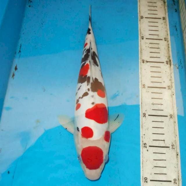 33cm Polkadot tsubosumi