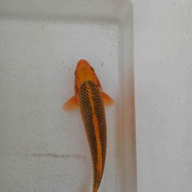 Kin matsuba f1 bloodline okawa