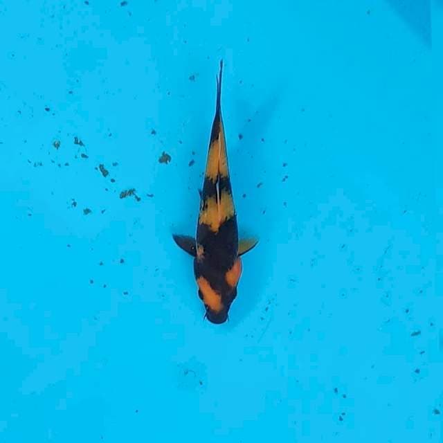 Hi utsuri 15cm