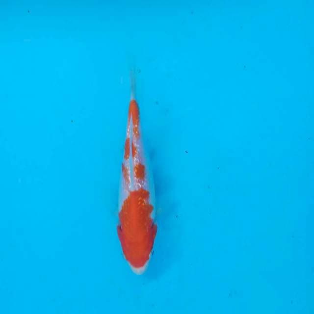 Kohaku ginrin 15cm
