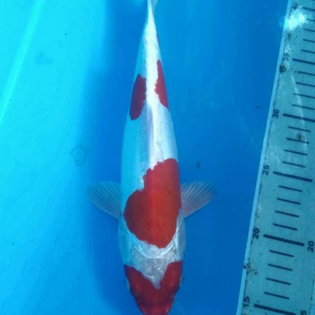Kikushui, Male 29 cm