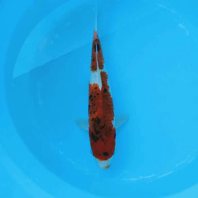 ai Goromo 35 cm