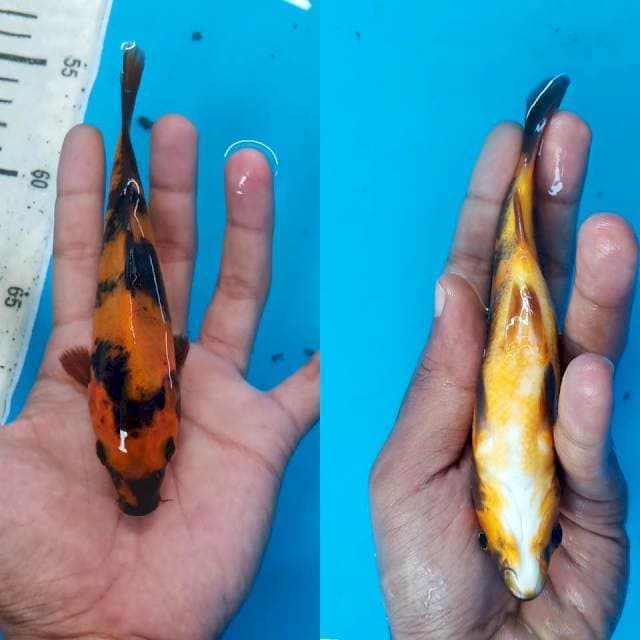 Hi utsuri 15cm