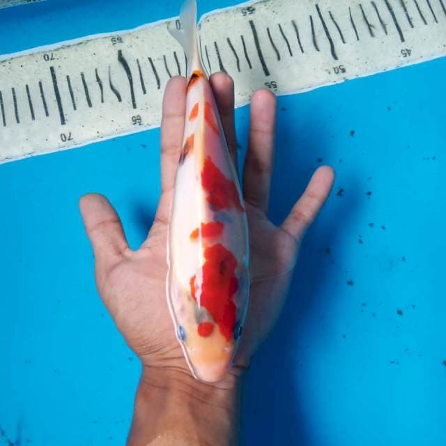 Showa tategoi. 23cm