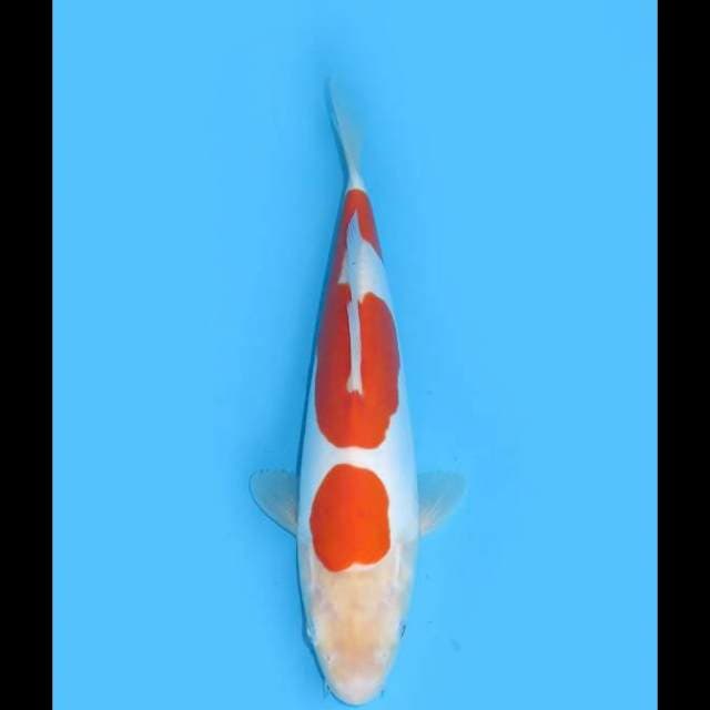 Kohaku Doitsu Murni - 26cm Male 