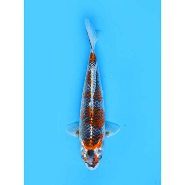 Ori Beniginga Koleksi - 30cm