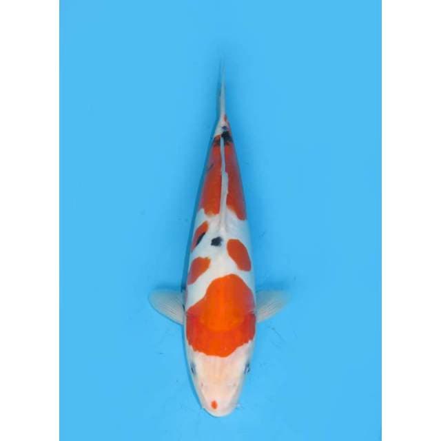 Sanke Doitsu Halus - 25cm 
