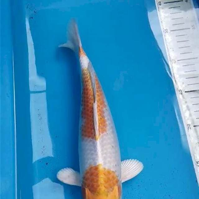 Hariwake