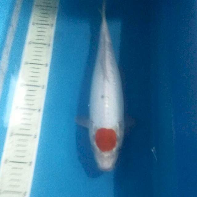 Original Tancho Doit, 37 cm