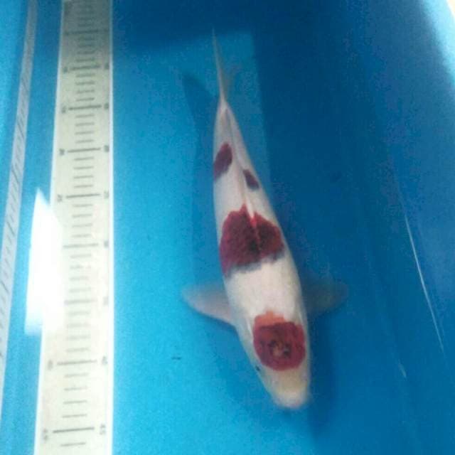 Maruten Ai Goromo, male 35 cm