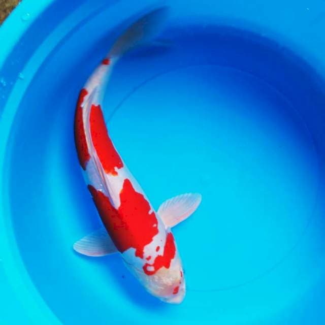 Kikusui super red