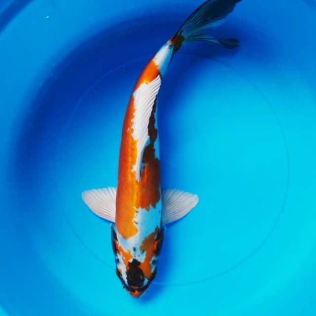 Kin kiko 34cm male