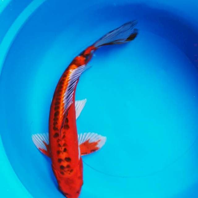 Josss 34cm male