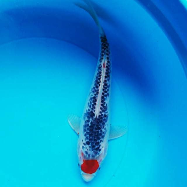 Tancho goshiki 25cm male