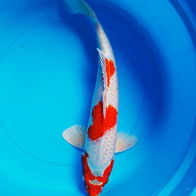 Kujaku ring josss 35cm male